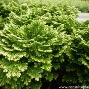 Image result for Selaginella congoensis