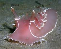 Image result for Tritonia