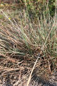 Image result for Schizachyrium sanguineum