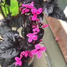 Image result for Eranthemum laxiflorum