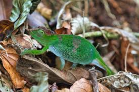 Image result for Geranium mlanjense