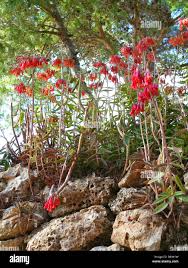 Image result for Bryophyllum tubiflorum