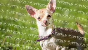 Chihuahua Cinsi Kopek Egitimi Ve Ozellikleri Pet Okulu
