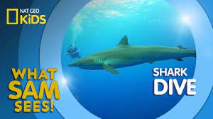 Ocean Videos For Kids That Are Perfect For Your Study Of The Ocean In Kindergarten And First Grade Learn About The F Ocean Animals For Kids Shark Diving Shark