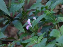 Image result for Dicliptera minor