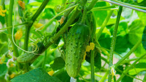 Image result for mildew on cucumbers