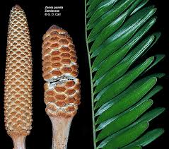Image result for Zamiaceae