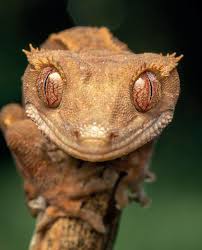 Image result for Carex steudneri