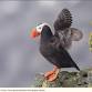 Vancouver Audubon guest speaker Katherine Luscher - Tufted Puffins — Lower Columbia Nature Network