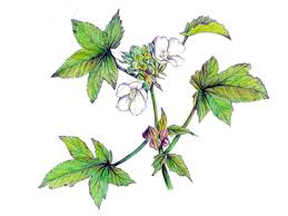 Image result for Malva verticillata