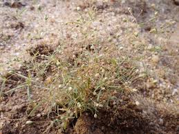 Image result for Hypertelis cerviana