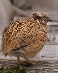 Japanese Quail Wikipedia