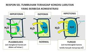 Sel hewan pada larutan hipertonik. Berdasarkan Apa Yang Anda Pelajari Tentang Keseimbangan Air Dalam Sel Jelaskan Beberapa Hal Brainly Co Id