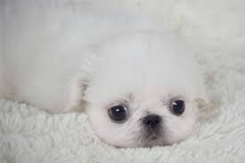Black And White Pekingese Puppies For Sale Rare White Pekingese Puppy Pekingese Puppies Puppies Pekingese