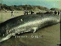 What happens if whales become extinct? Exploding Whale Wikipedia