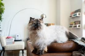 Cat Breeds