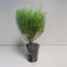 Geef het colakruid (artemisia abrotanum 'cola') zo snel mogelijk na ontvangst water. Colakruid P9 026 Floraxchange