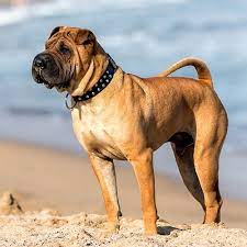 Mar 27, 2021 · best answers the cost to adopt a shar pei is around $300 in order to cover the expenses of caring for the dog before adoption. Shar Pei Pdsa
