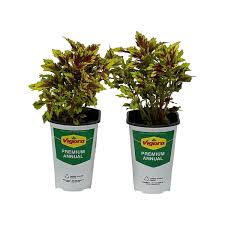 Image result for Coleus shirensis