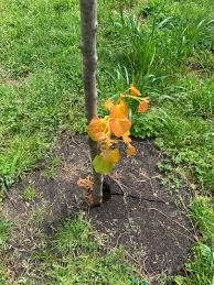 This small ornamental tree will help make a bold statement in your landscape. Healing A Rising Sun Redbud Planted Too Deep Walter Reeves The Georgia Gardener