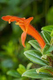 Columnea Flying Goldfish Plant Goldfish Plant Plants Trees To Plant