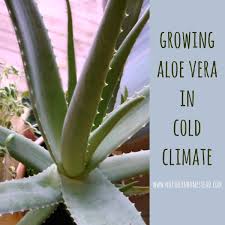 Conveniently shipped to your home. Growing Aloe Vera In Cold Climate Northern Homestead