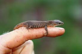 | австралийскй кольцехвостый варан varanus acanthurus brachyurus. Astron Environmental Auf Twitter Baby Spiny Tailed Monitor Varanus Acanthurus A Secretive Yet Active Daytime Predator Biodiversity Fauna