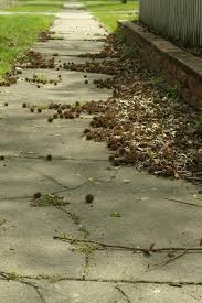 I knew this milkless tea was going to cause me problems! Sweet Gum Trees And Their Spiky Seed Balls
