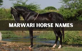 If you can't remember the famous names that inspire you, make good use of google. Marwari Horse Names 71 Great Ideas Equine Desire
