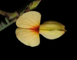 Image result for Aeschynomene sp. D