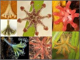 Lucernariopsis campanulata = lucernariopsis campanulata is een neteldier uit de klasse staurozoa. Torpedo March 2014 Marine Life News Bulletin