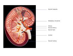 They are named after the fact that they are shaped in arcs due to the nature of the shape of the renal medulla. Kidney Anatomy Parts Function Renal Cortex Capsule Nephron Calyx Pyramids