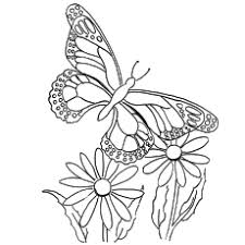One of the most simple insect to color for your children. Top 50 Free Printable Butterfly Coloring Pages Online