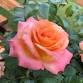 Gainesville Rose Society event image