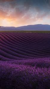 Lavender Farm Sunrise Landscape Wallpaper Landscape Wallpaper Lavender Farm Landscape