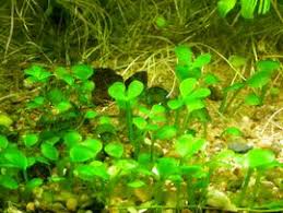 Image result for Marsilea villifolia