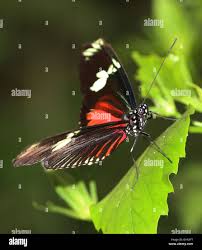 Red Doris Longwing Butterfly (Laparus doris, Heliconius doris) with wing  half-opened Stock Photo