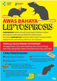 Leptospirosis is a worldwide disease but can be serious public health. Kemenkes Ri Sur Twitter 4 Leptospirosis Penyakit Ini Ditularkan Melalui Kencing Tikus Penularannya Masuk Dlm Tubuh Manusia Lewat Selaput Lendir Mata Hidung Kulit Lecet Makanan Gejala Leptospirosis Yakni Menggigil Batuk Diare
