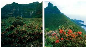 Image result for Kyllinga robinsoniana