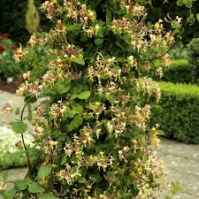 Chèvrefeuille : planter et tailler – Ooreka