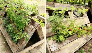 Hochbeet Paletten Gemuse Tomaten Pyramide Hochbeet Hochbeet Aus Paletten Pflanzen