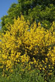 Image result for Spartium