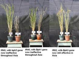 Some plants, animals, and structures resist pests better than others. Resistance Management The Forgotten Aspect Of Host Plant Resistance