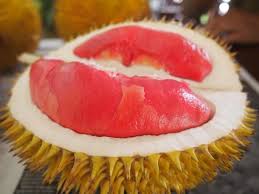 Pecinta durian wajib tahu dan eksplorasi rasa dari berbagai jenisnya berikut ini. Durian Merah Fakta Unik Dan Manfaatnya Yang Wajib Anda Tahu