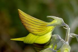 These flowers look like they stepped right off the death star, resembling the mask of popular star wars character darth vader. Beautiful Australian Shrub Has Flowers Shaped Like Hummingbirds