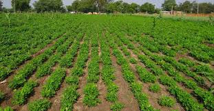 The objectives of this study were to develop highly informative simple sequence repeat (ssr) markers and to assess the genetic diversity and population structure of. Groundnut Seed Germination Time Temperature Process Agri Farming