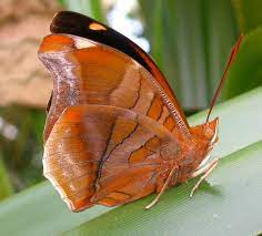 Historis Acheronta Mariposas Diurnas Y Nocturnas Mariposas De Colores Polilla