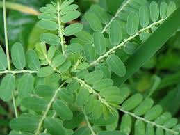 Image result for Phyllanthus nyikae