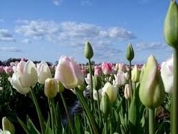 Free and easy to use. Explore Over 300 000 Free Stock Photos And Royalty Free Images Freeimages Com