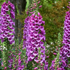 Image result for Digitalis purpurea